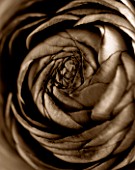 BLACK AND WHITE SEPIA TONED CLOSE UP OF CENTRE OF RANUNCULUS. ABSTRACT.PATTERN.NATURE.