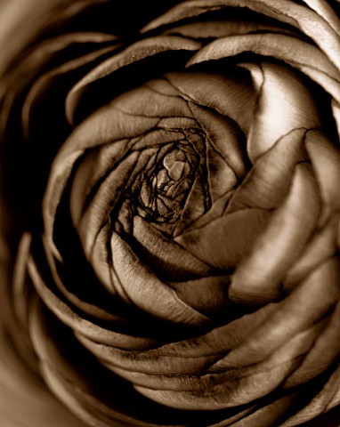 BLACK_AND_WHITE_SEPIA_TONED_CLOSE_UP_OF_CENTRE_OF_RANUNCULUS_ABSTRACTPATTERNNATURE