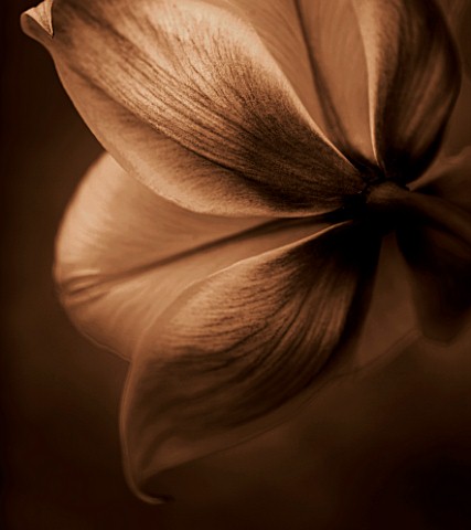BLACK_AND_WHITE_SEPIA_TONED_CLOSE_UP_OF_BACK_OF_TULIP_SYLVESTRIS_ABSTRACTPATTERNNATURE