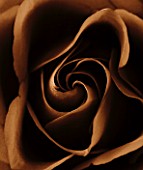 BLACK AND WHITE SEPIA TONE CLOSE UP OF CENTRE OF A ROSE.ROSA.ABSTRACT.PATTERN.NATURE.
