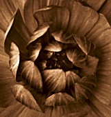 BLACK AND WHITE SEPIA TONED CLOSE UP OF CENTRE OF DAHLIA FIGURINE. ABSTRACT.NATURE.PATTERN.