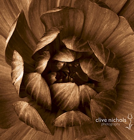 BLACK_AND_WHITE_SEPIA_TONED_CLOSE_UP_OF_CENTRE_OF_DAHLIA_FIGURINE_ABSTRACTNATUREPATTERN