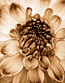 BLACK AND WHITE SEPIA TONED CLOSE UP OF CENTRE OF DAHLIA AUDACITY (MEDIUM FLOWERED DECORATIVE) . ABSTRACT  PATTERN.NATURE.