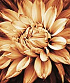 BLACK AND WHITE SEPIA TONED CLOSE UP OF CENTRE OF DAHLIA MABEL ANN (GIANT FLOWERED DECORATIVE). ABSTRACT  PATTERN  NATURE