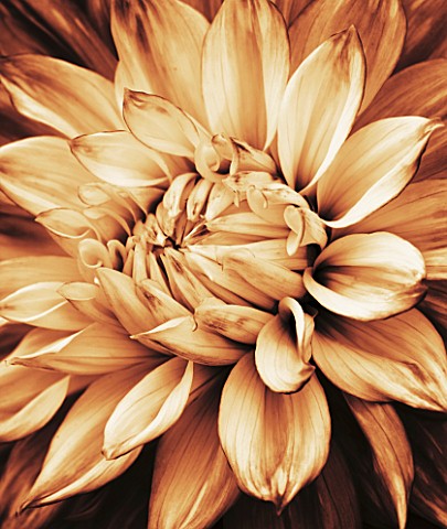 BLACK_AND_WHITE_SEPIA_TONED_CLOSE_UP_OF_CENTRE_OF_DAHLIA_MABEL_ANN_GIANT_FLOWERED_DECORATIVE_ABSTRAC