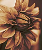 BLACK AND WHITE SEPIA TONED CLOSE UP OF CENTRE OF DAHLIA DAVID HOWARD. ABSTRACT  PATTERN  NATURE