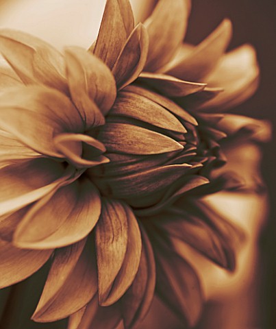 BLACK_AND_WHITE_SEPIA_TONED_CLOSE_UP_OF_CENTRE_OF_DAHLIA_DAVID_HOWARD_ABSTRACT__PATTERN__NATURE