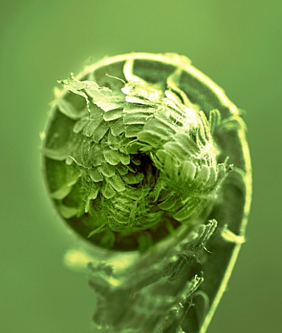 TONED_IMAGE_OF_UNFURLING_FRONDS_OF_MATTEUCIA_STRUTHIOPTERIS