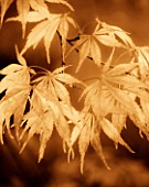 SEPIA TONED IMAGE OF ACER LEAVES IN AUTUMN