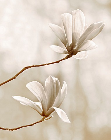 BLACK_AND_WHITE_SEPIA_TONE_IMAGE_OF_MAGNOLIA_GALAXY_SPRING__BLOOM