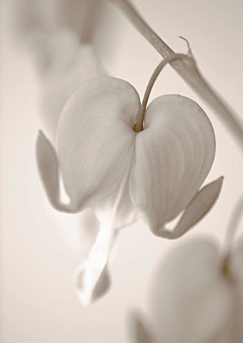 BLACK_AND_WHITE_SEPIA_TONE_IMAGE_OF_DICENTRA_SPECTABILIS_BLEEDING_HEART