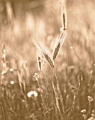 BLACK AND WHITE SEPIA TONE IMAGE OF WHEAT. WILDFLOWER
