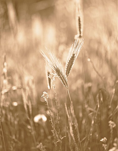 BLACK_AND_WHITE_SEPIA_TONE_IMAGE_OF_WHEAT_WILDFLOWER