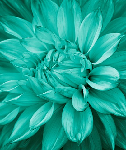 TEAL_COLOURED_FLOWER_OF_DAHLIA_DAVID_HOWARD_ABSTRACT__PATTERN
