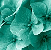 TEAL TONED IMAGE OF HYDRANGEA