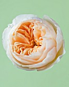 CLOSE UP OF THE CREAMY APRICOT FLOWER OF THE DAVID AUSTIN ROSE ROSE JULIET -  ENGLISH CUT ROSE (AUSJAMESON)