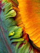 CLOSE UP ABSTRACT IMAGE OF THE FLOWER OF PARROT TULIP BLUMEX
