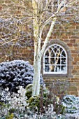 PETTIFERS  OXFORDSHIRE: GARDEN IN SNOW IN WINTER - VIEW TO THE BACK OF THE HOUSE WITH WHITE TRUNK OF BIRCH (BETULA JACQUEMONTII) AND LUNNARIA ANNUA