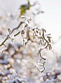 PETTIFERS  OXFORDSHIRE: GARDEN IN SNOW IN WINTER - CORYLUS AVELLANA CONTORTA