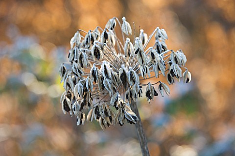 FROSTY_SEED_HEAD_OF_AGAPANTHUS_DUIVENBRUGGE_BLUE_AT_THE_RHS_GARDENS__WISLEY__SURREY