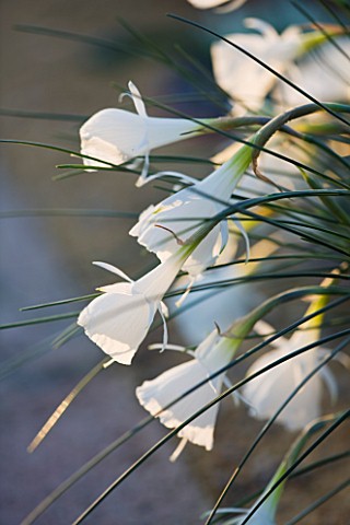 FLOWERS_OF_NARCISSUS_CANTABRICUS_AT_THE_RHS_GARDENS__WISLEY__SURREY_WINTER