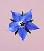 CLOSE UP OF BLUE FLOWER OF BORAGE (BORAGO OFFICINALIS) ON PINK BACKGROUND