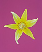 CLOSE UP IMAGE OF THE FLOWER OF ERYTHRONIUM KONDO - PINK BACKGROUND