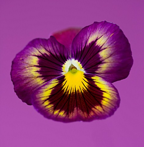 CLOSE_UP_OF_THE_FLOWER_OF_PANSY_ANTIQUE_SURPRISE