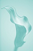 TEAL FLORAL IMAGE OF A CALLA LILY