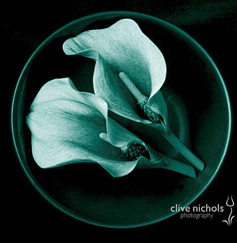 TEAL_FLORAL_IMAGE_OF_CALLA_LILIES_IN_A_BOWL