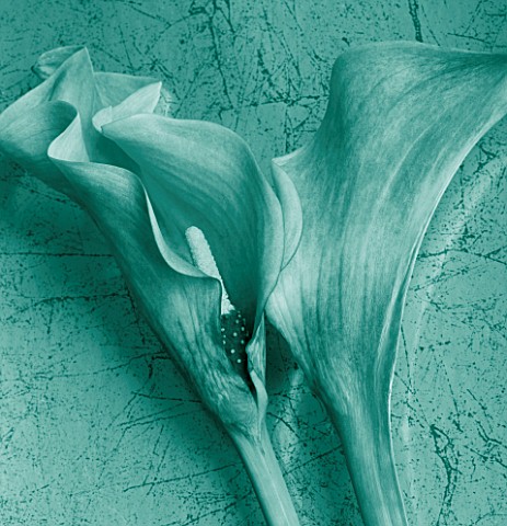 TEAL_FLORAL_IMAGE_OF_CALLA_LILIES_ON_A_TRAY