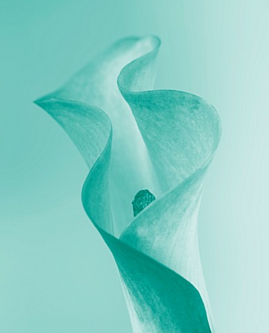 TEAL_FLORAL_IMAGE_OF_A_CALLA_LILY