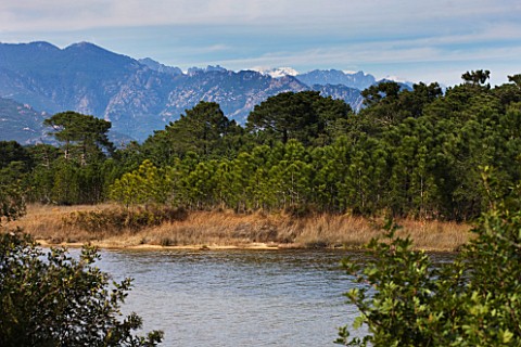 CORSICA__LAGOON_AND_PINE_TREES_WITH_MOUNTAINS_IN_THE_BACKGROUND_NEAR_PORTO_VECCHIO
