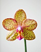 CLOSE UP OF THE FLOWER OF A PHALAENOPSIS ORCHID