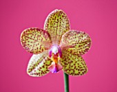 CLOSE UP OF THE FLOWER OF A PHALAENOPSIS ORCHID