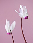 CLOSE UP OF THE WHITE AND PALE PINK FLOWERS OF CYCLAMEN PERSICUM. ALPINE
