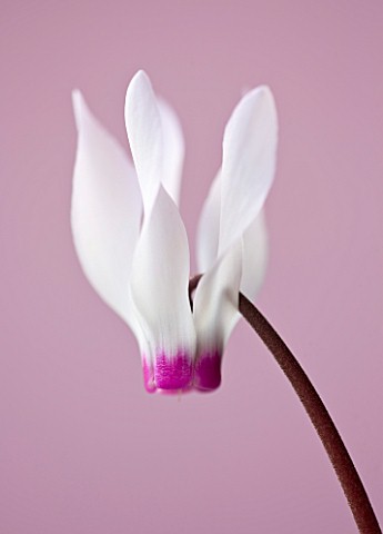 CLOSE_UP_OF_THE_WHITE_AND_PALE_PINK_FLOWERS_OF_CYCLAMEN_PERSICUM_ALPINE