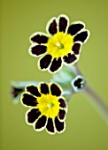CLOSE UP OF THE CHOCOLATE AND GOLD FLOWER OF PRIMULA GOLD LACE. ALPINE