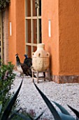 DESIGNERS ERIC OSSART AND ARNAUD MAURIERES  MOROCCO: AL HOSSOUN - PEACOCKS BESIDE A TERRACOTTA CONTAINER IN THE AL BORJ GARDEN