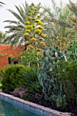 DESIGNERS ERIC OSSART AND ARNAUD MAURIERES  MOROCCO: AL HOSSOUN - AGAVE DESMETTIANA IN BLOOM BESIDE OPUNTIA SP IN POOL COURTYARD