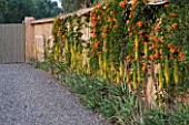 DESIGNERS ERIC OSSART AND ARNAUD MAURIERES  MOROCCO: AL HOSSOUN - GRAVEL COURTYARD AND WALL WITH ALOE VERA AND ORANGE FLOWERS OF  PYROSTEGIA VENUSTA