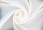 DESIGNERS ERIC OSSART AND ARNAUD MAURIERES  MOROCCO: AL HOSSOUN: CLOSE UP ABSTRACT IMAGE OF THE WHITE FLOWER OF BRUGMANSIA X CANDIDA