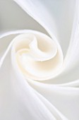 DESIGNERS ERIC OSSART AND ARNAUD MAURIERES  MOROCCO: AL HOSSOUN: CLOSE UP ABSTRACT IMAGE OF THE WHITE FLOWER OF BRUGMANSIA X CANDIDA