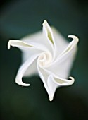 DESIGNERS ERIC OSSART AND ARNAUD MAURIERES  MOROCCO: AL HOSSOUN: CLOSE UP OF THE WHITE FLOWER OF BRUGMANSIA X CANDIDA