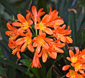 DESIGNERS ERIC OSSART AND ARNAUD MAURIERES  MOROCCO: AL HOSSOUN - CLIVIA IN THE SUNKEN GARDEN