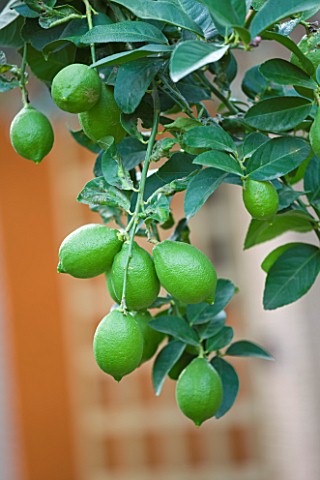 DESIGNERS_ERIC_OSSART_AND_ARNAUD_MAURIERES__MOROCCO_AL_HOSSOUN__LIMES_HANGING_FROM_TREES