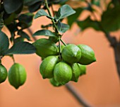 DESIGNERS ERIC OSSART AND ARNAUD MAURIERES  MOROCCO: AL HOSSOUN - LIMES HANGING FROM TREES