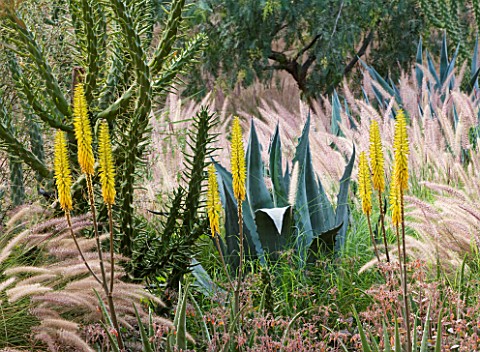 DESIGNERS_ERIC_OSSART_AND_ARNAUD_MAURIERES__MOROCCO_DAR_IGDAD__DRY_GARDEN_WITH_BORDER_OF_PENNISETUM_