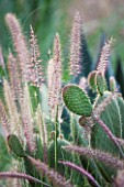 DESIGNERS ERIC OSSART AND ARNAUD MAURIERES  MOROCCO: DAR IGDAD - DRY GARDEN WITH PENNISETUM SETACEUM AND OPUNTIA