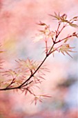 CLOSE UP OF THE PINK SPRING LEAVES OF ACER PALMATUM BENI-TSUKASA